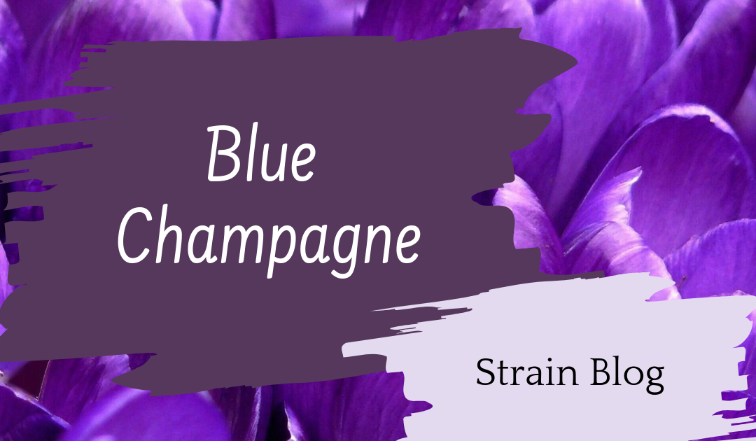 Blue Champagne Blog