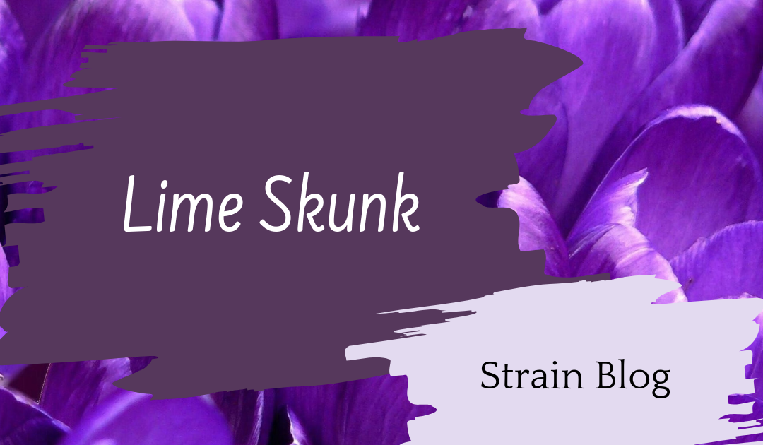 Lime Skunk Blog