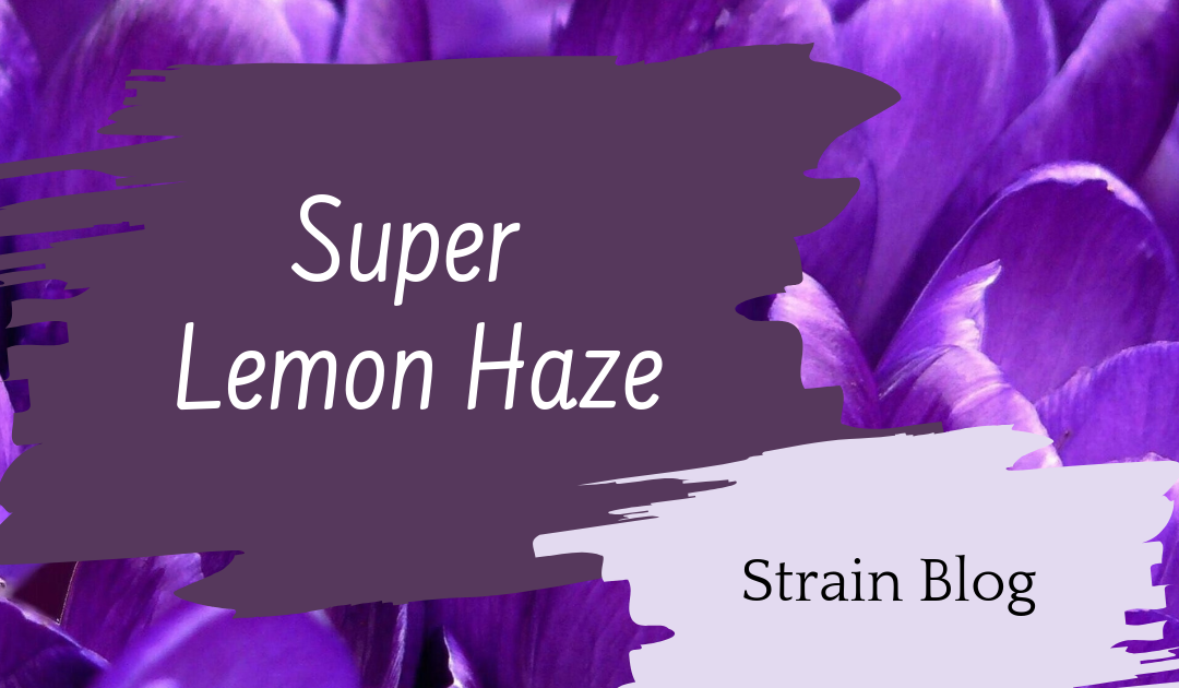 Super Lemon Haze Blog