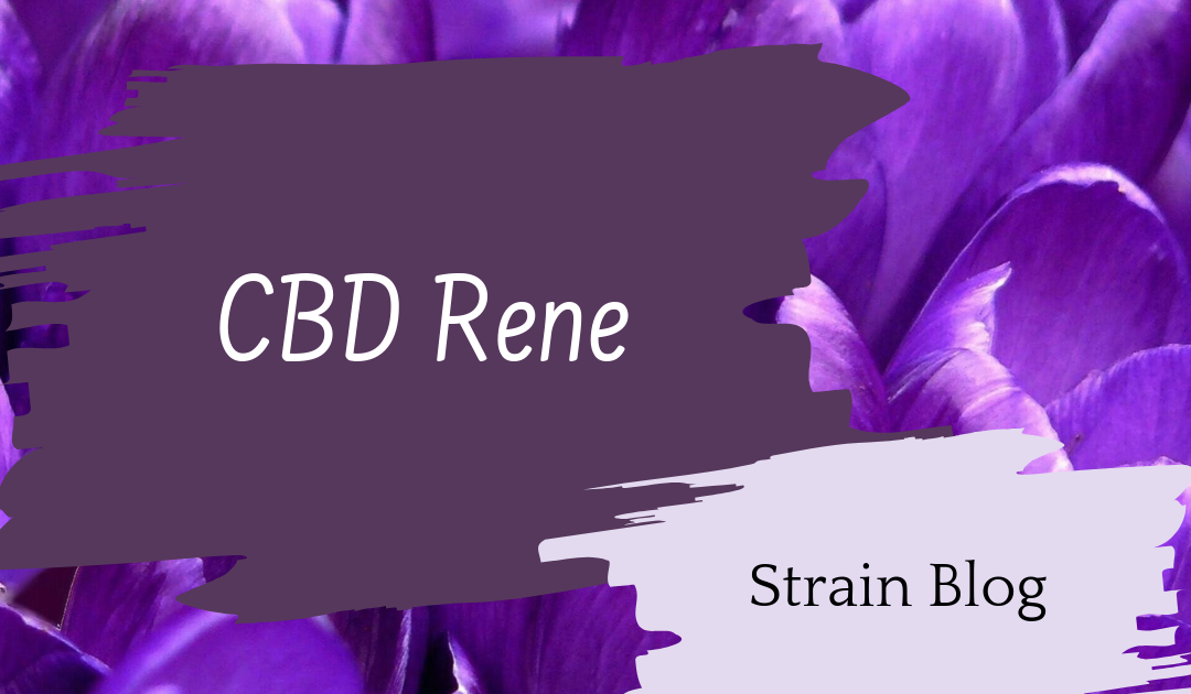 CBD Rene Blog