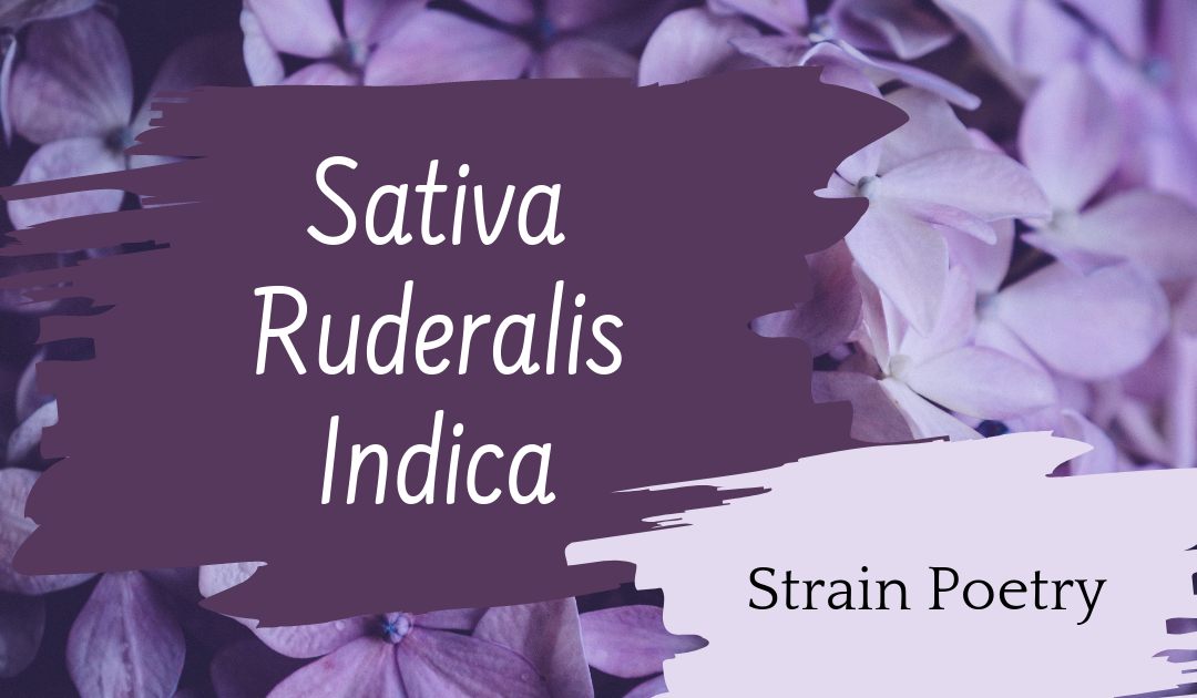 Morphology Series: Sativa, Ruderalis, Indica