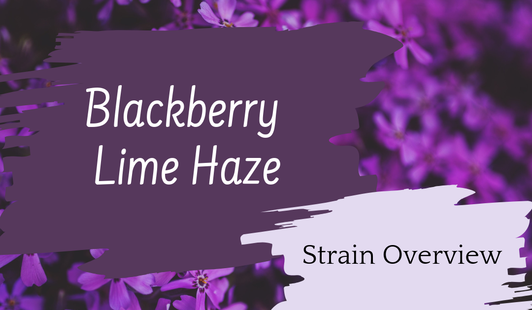 Blackberry Lime Haze Overview