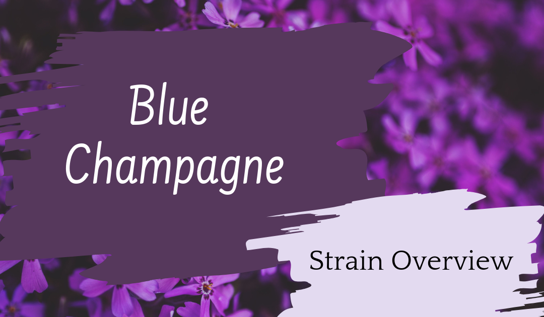 Blue Champagne Overview