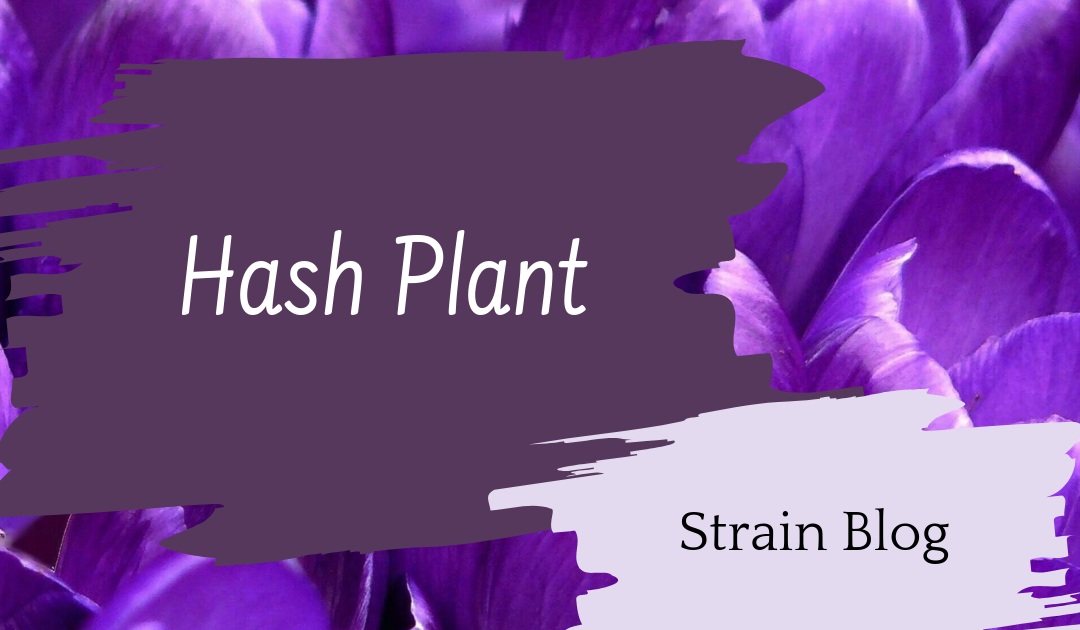 Hash Plant Blog