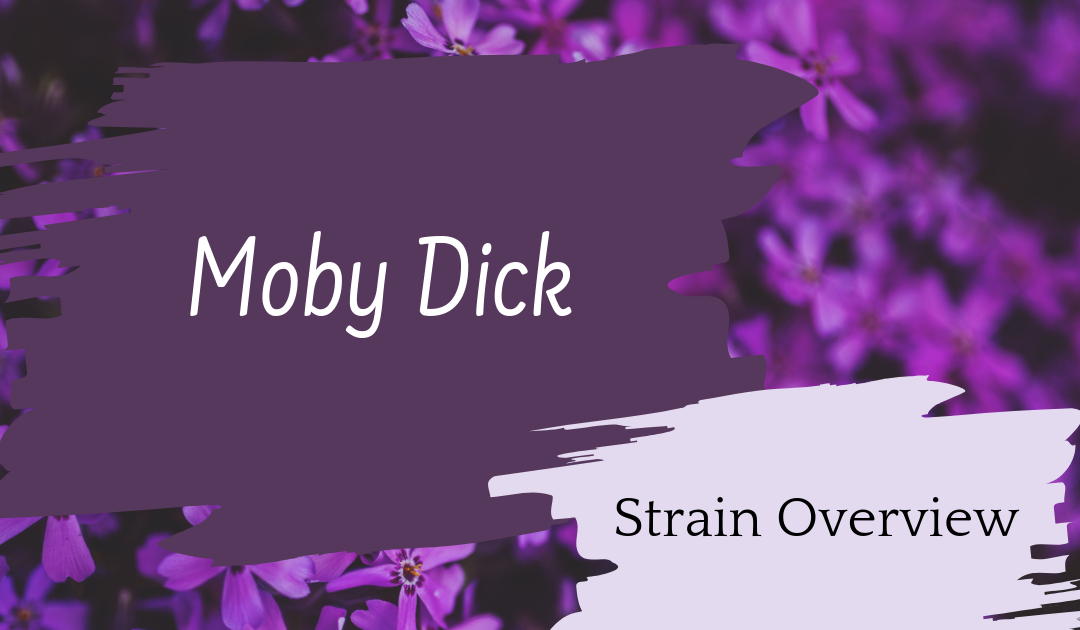 Moby Dick Overview