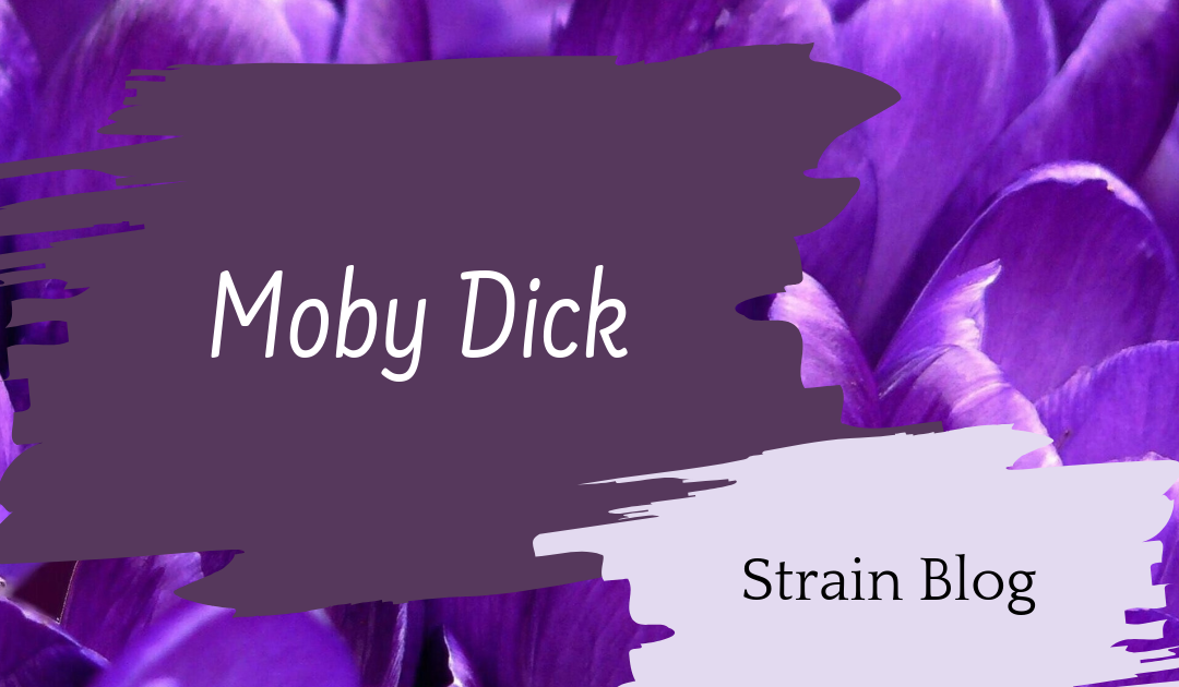 Moby Dick Blog