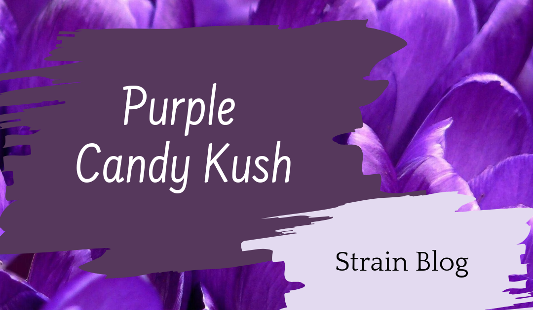 Purple Candy Kush Blog