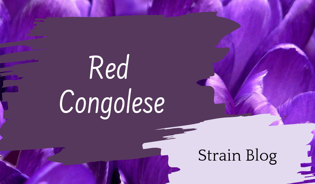 Red Congolese Blog