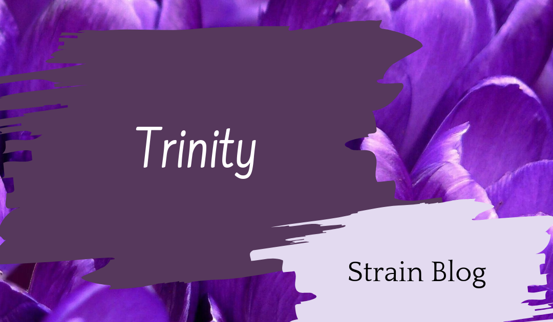 Trinity Blog