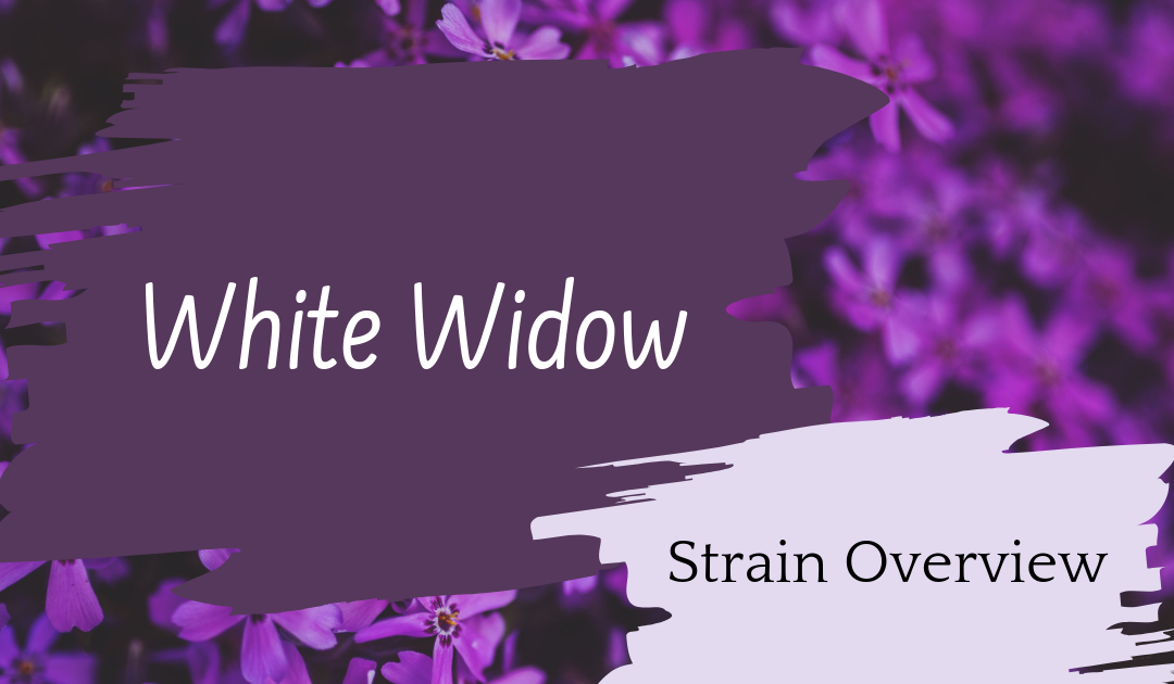 White Widow Overview