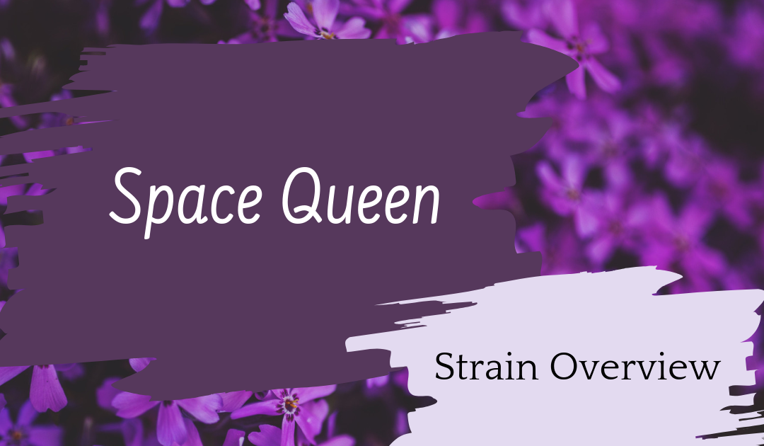 Space Queen Overview