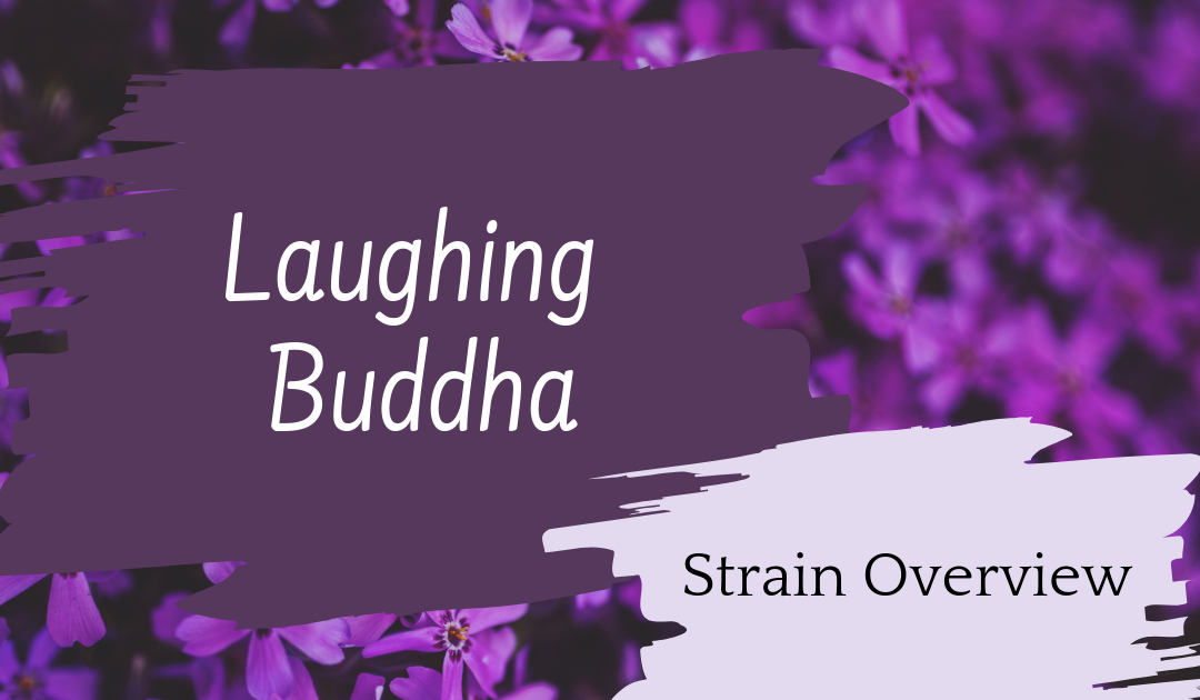 Laughing Buddha Overview