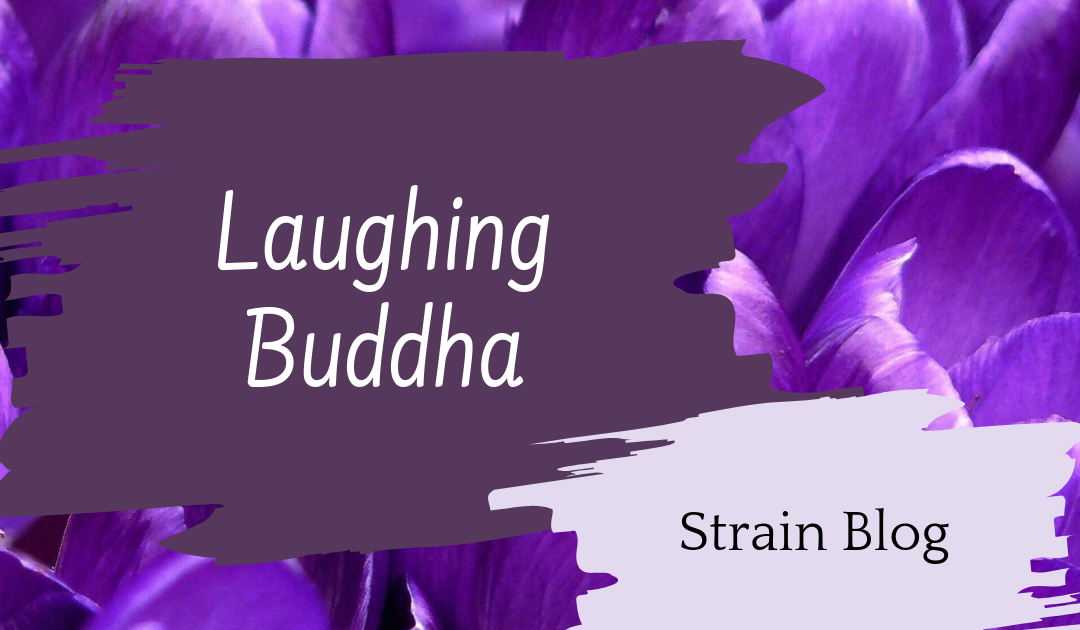 Laughing Buddha Blog