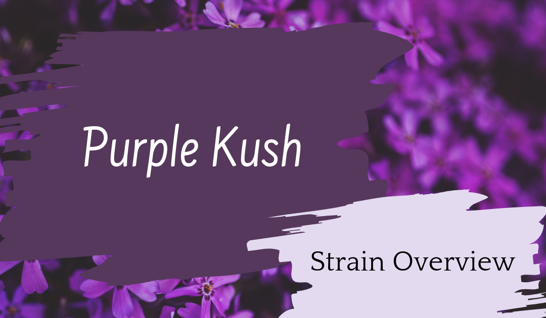 Purple Kush Overview