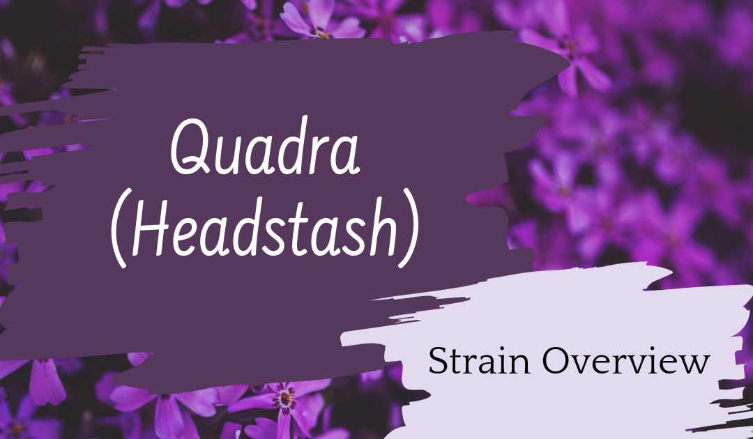 Broken Coast: Quadra (Headstash) – Review