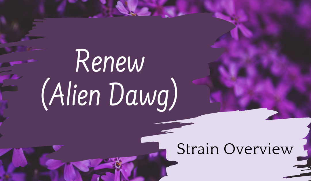 Solei (Aphria): Renew (Alien Dawg) Review